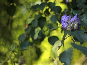 Flowers, wistaria, purple