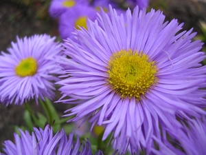 Flowers, Yellow, purple