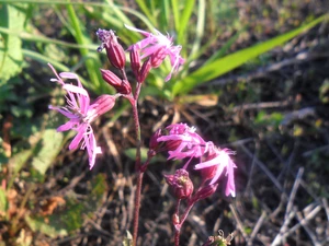 Lychnis ragged, Wildflowers, Flowers