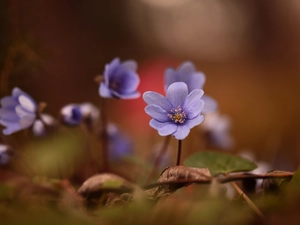 rapprochement, lilac, Liverworts, Flowers