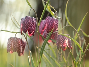 rapprochement, Fritillaria meleagris, Flowers