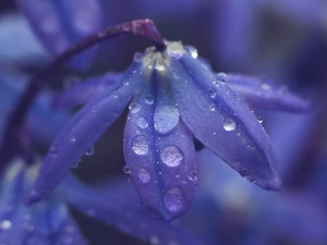 Colourfull Flowers, rapprochement, drops, squill