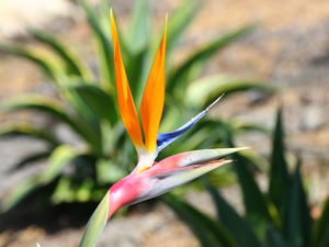 Colourfull Flowers, rapprochement, blur, Strelitzia
