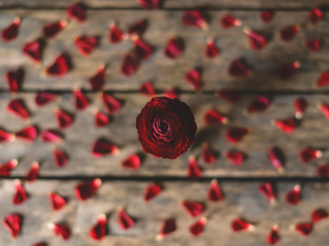 Asian Buttercup, Red, flakes, blur, boarding, Colourfull Flowers