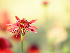 Colourfull Flowers, red hot, echinacea