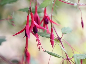 Flowers, fuchsia, Red