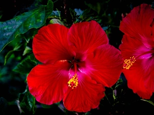 Red, hibiskus, Leaf, Flowers