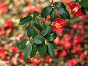 Red, camellia, leaves, Flowers