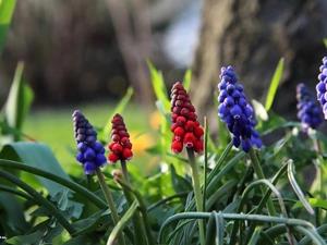 Flowers, Muscari, Red