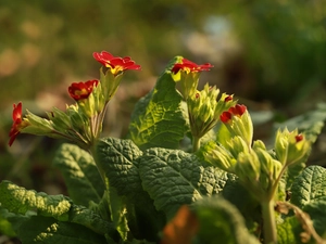 Flowers, primroses, Red