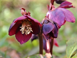 Spring, Red Hybrids, Flowers