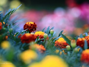 Flowers, Tagetes, Red