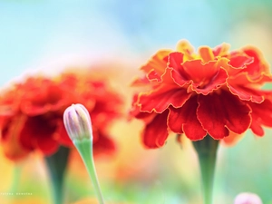 Flowers, Tagetes, Red