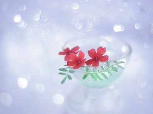 Flowers, verbena, Red