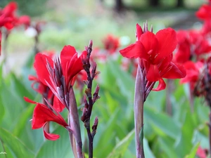 Red, Flowers