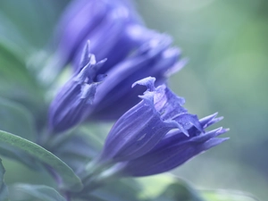 Flowers, Blue, ringtones