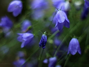 Flowers, purple, ringtones