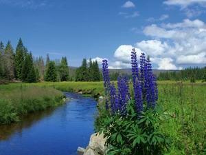 River, Mountains, Flowers, woods