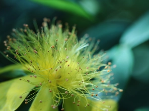 Colourfull Flowers, Yellow, St. John