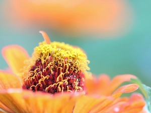 rods, zinnia, Colourfull Flowers