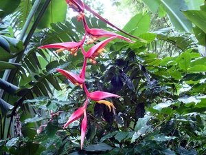 Flowers, Strelitzia Royal