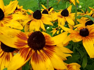 Flowers, Rudbeckia