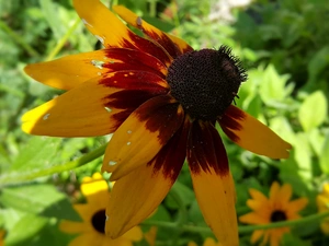 Flowers, Rudbeckia