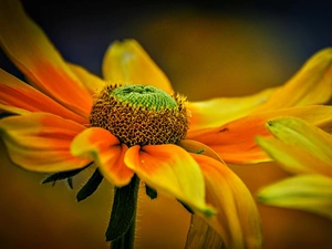 Flowers, Rudbeckia