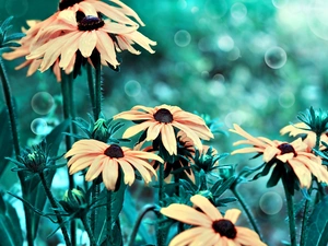 Rudbeckia brilliant, Close, Flowers