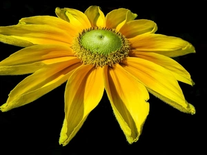 Rudbeckia, Yellow, Colourfull Flowers