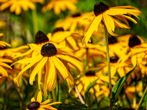 Rudbeckia brilliant, Yellow, Flowers