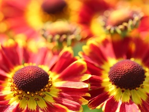 Flowers, Helenium