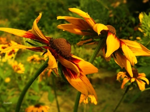 Flowers, Rudbekie