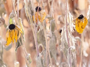 Flowers, fades, Rudbekie