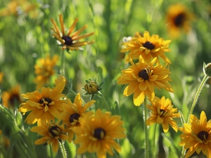 Flowers, Yellow, Rudbekie