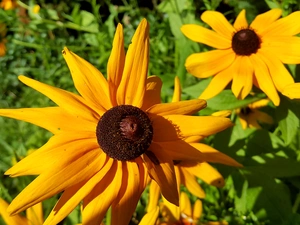Flowers, Rudbekie