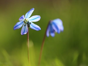 Colourfull Flowers, Siberian squill, blue