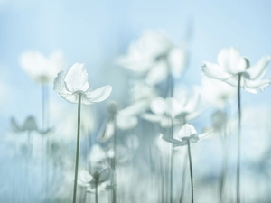 Snowdrop Windflower, White, Flowers