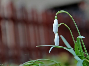 snowdrops, Flowers