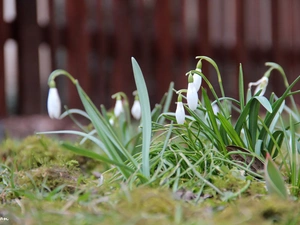 snowdrops, Flowers