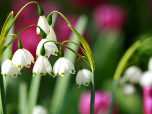 Spring, flurry, Close, flowers