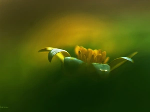 Fig Buttercup, Colourfull Flowers, Spring, spring