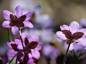 Spring, Hepatica, Colourfull Flowers