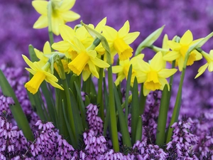 Flowers, Daffodils, Spring