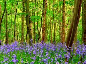 viewes, Leaf, Spring, grass, ringtones, trees, forest, Flowers