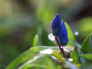 Flowers, Spring, Buds, Blue, Siberian squill