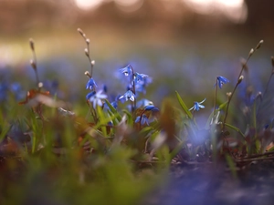 grass, rapprochement, Blue, Flowers, Siberian squill