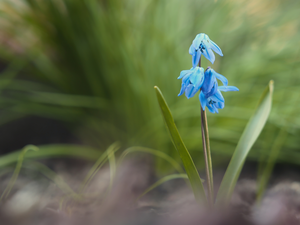 squill, blue, Colourfull Flowers