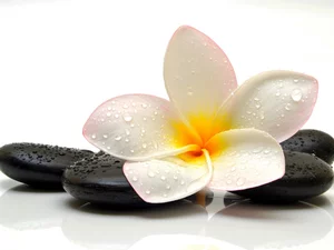 Colourfull Flowers, Stones, drops, Plumeria