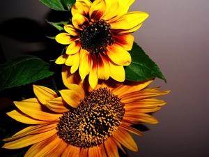 Nice sunflowers, Brown, Flowers, yellow